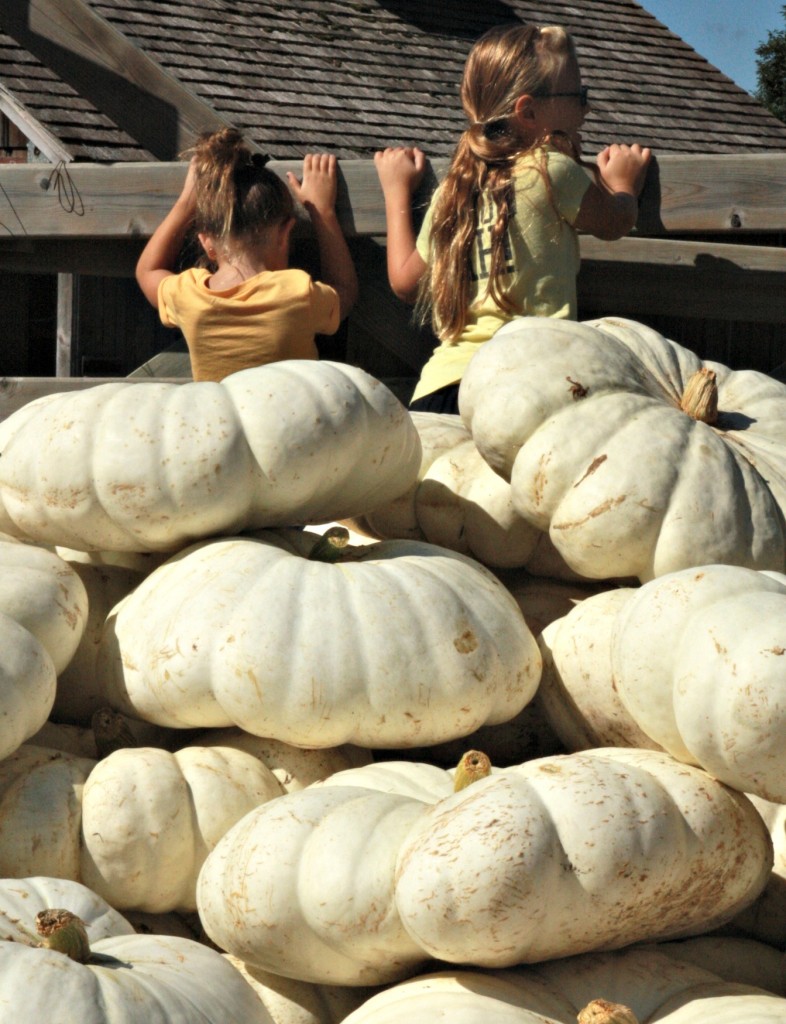 Girls and pumpkins