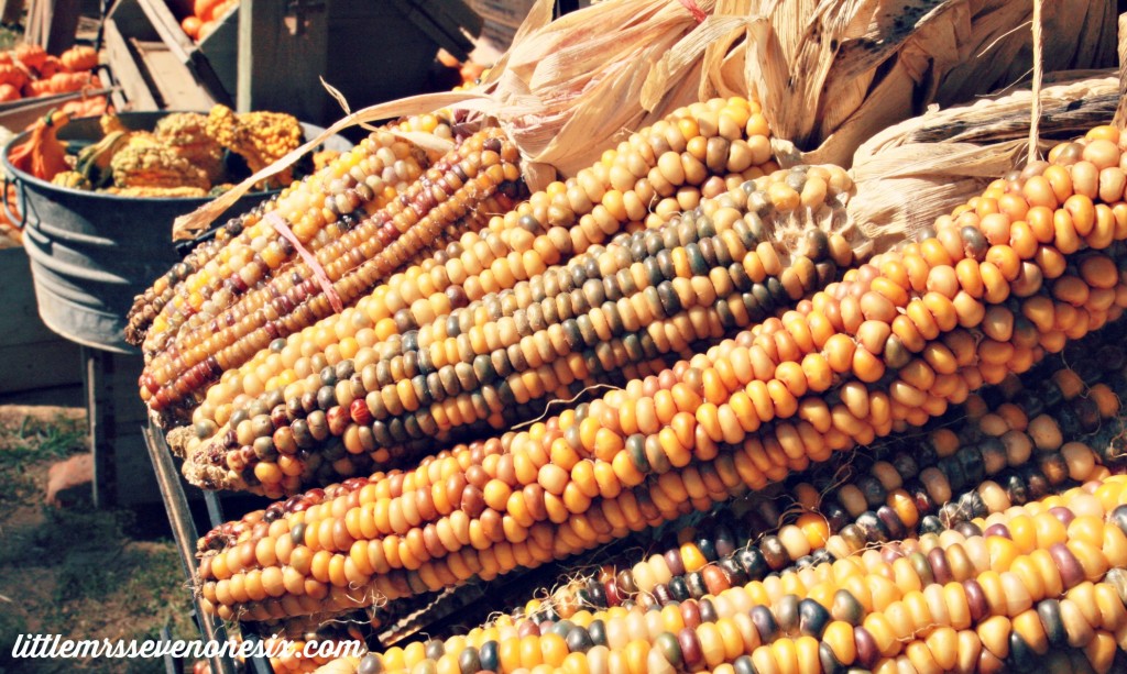 Indian Corn