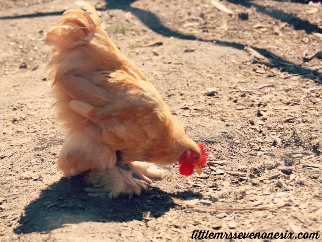 Red Barn Farm Chicken