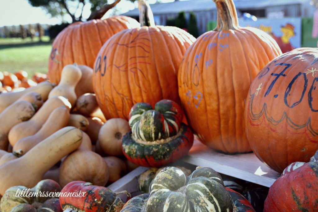 Carolyn's Pumpkin Patch