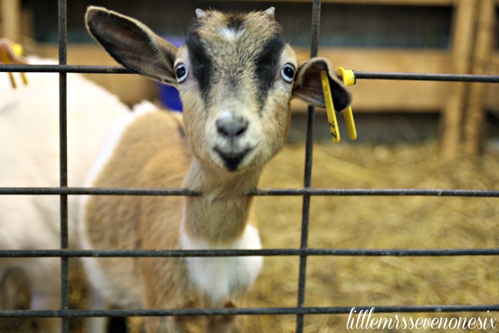 Petting zoo at Carolyn's