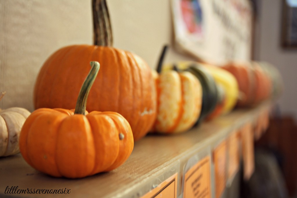 Fall pumpkins